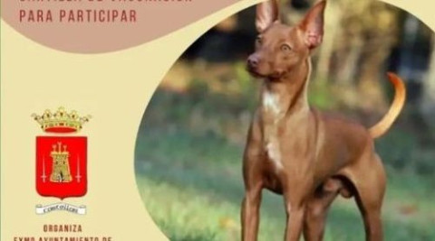 I exhibición técnicas de caza podenco andaluz