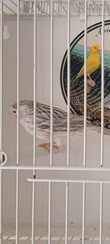 Juan Navarro consigue medalla de bronce en el 58 campeonato de ornitología